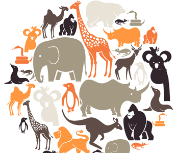 Animal classification